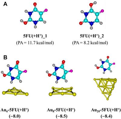 Binding mechanism and SERS spectra of 5-fluorouracil on gold clusters
